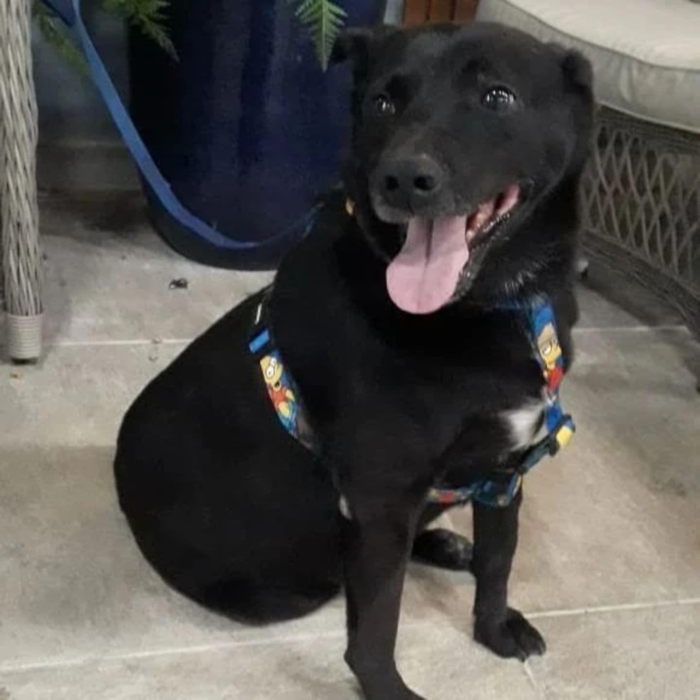 Foto do Bolt